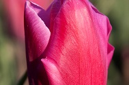 Tulp Jumbo Pink